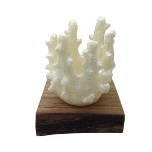 Coral Rechaud G
