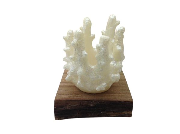 Coral Rechaud G