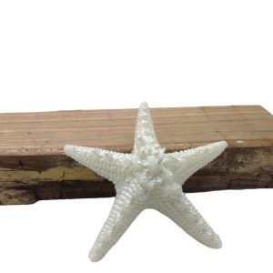 Estrela do Mar
