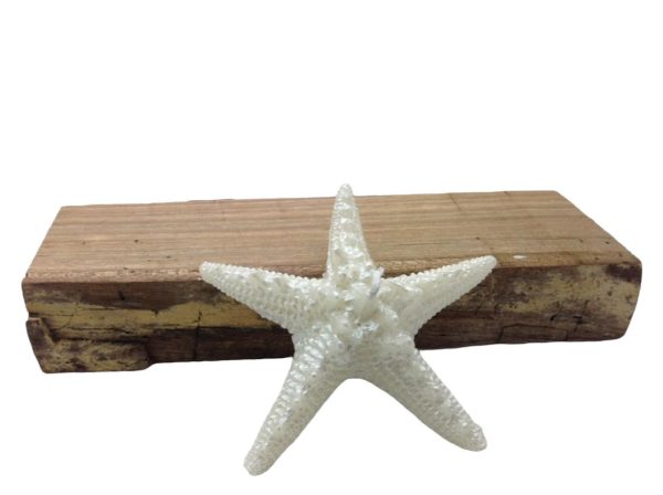 Estrela do Mar