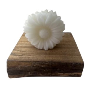 Gerbera G