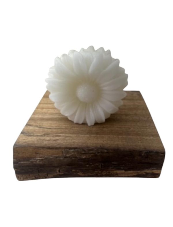 Gerbera G