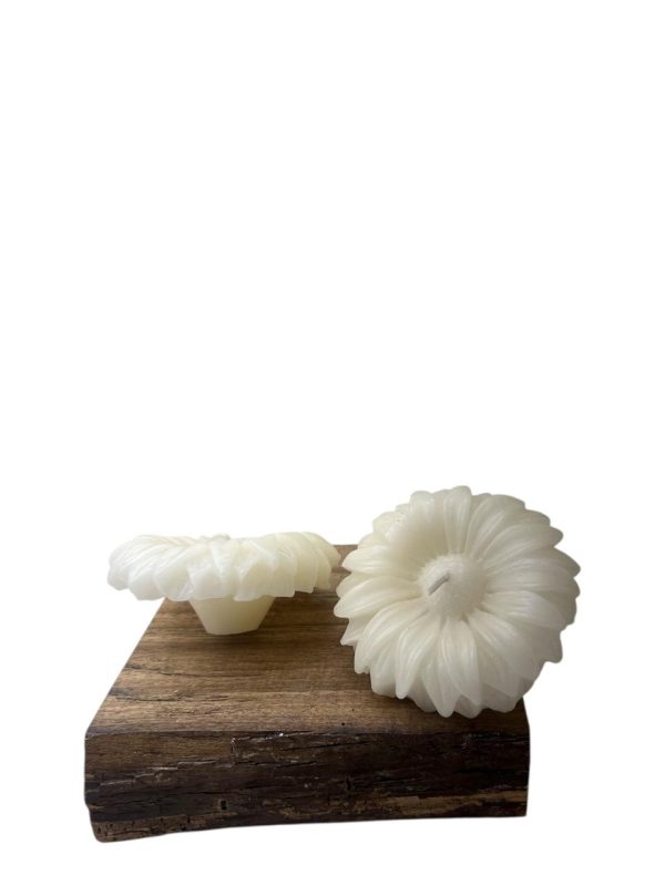 Gerbera Flutuante G